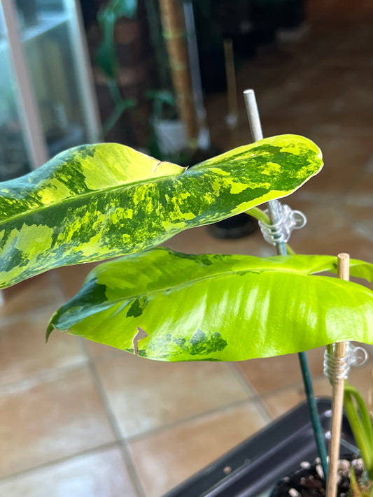 Philodendron Burle Marx Variegated (small)