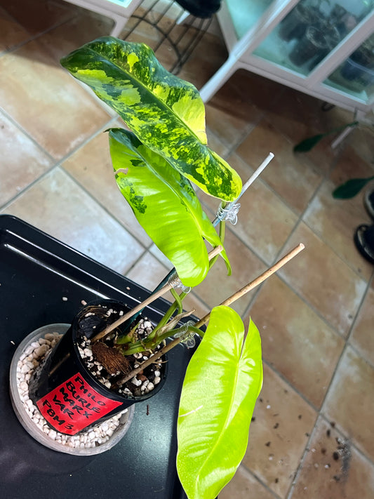 Philodendron Burle Marx Variegated (small)