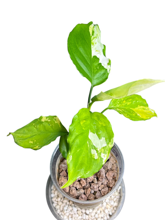 Aglaonema
 white/yellow
