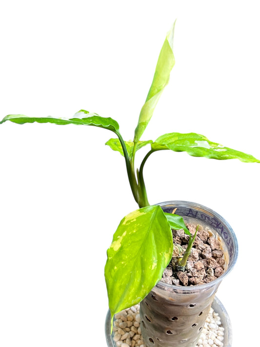 Aglaonema
 white/yellow