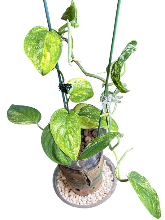Scindapsus Mangurai