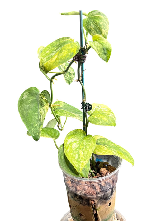 Scindapsus Mangurai