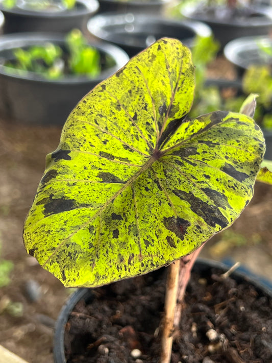 Colocasia Mojito