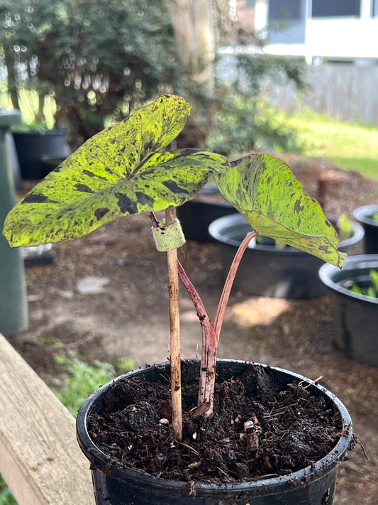 Colocasia Mojito