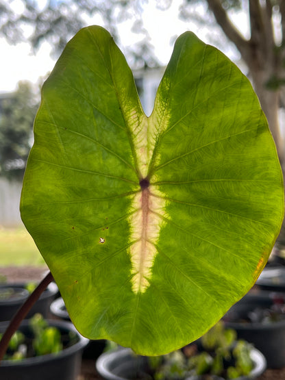 Colocasia Light Pillar