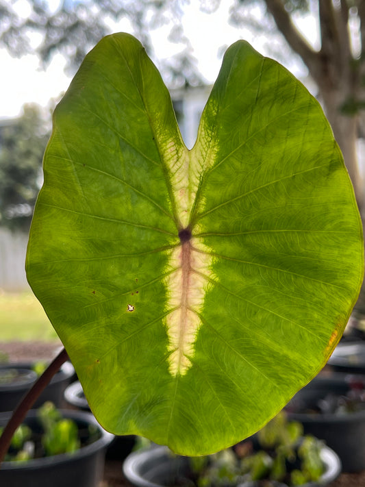 Colocasia Light Pillar