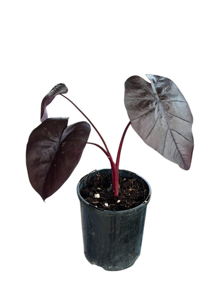 Colocasia Black Ripple