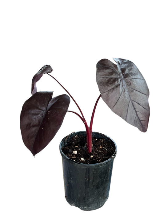 Colocasia Black Ripple