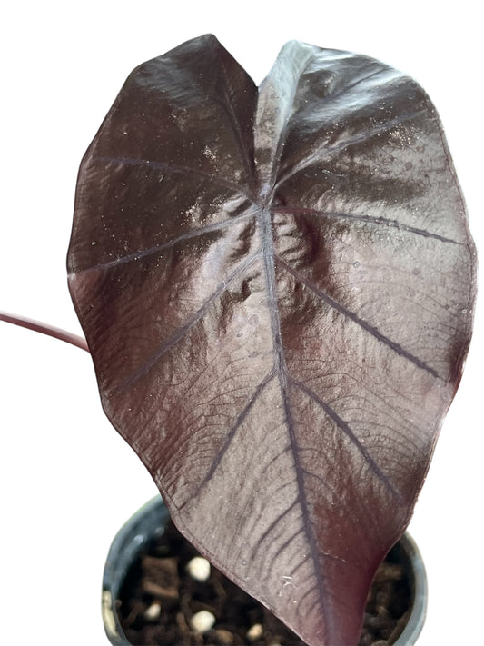 Colocasia Black Ripple