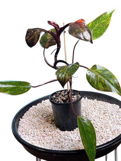 Philodendron Orange Princess