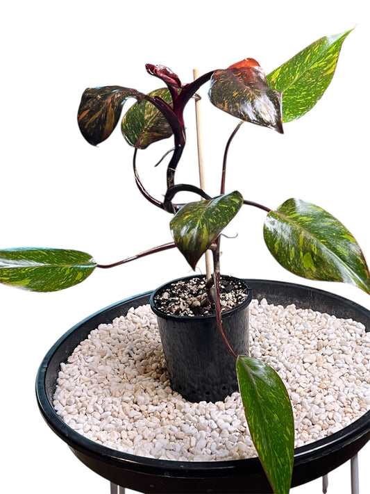 Philodendron Orange Princess