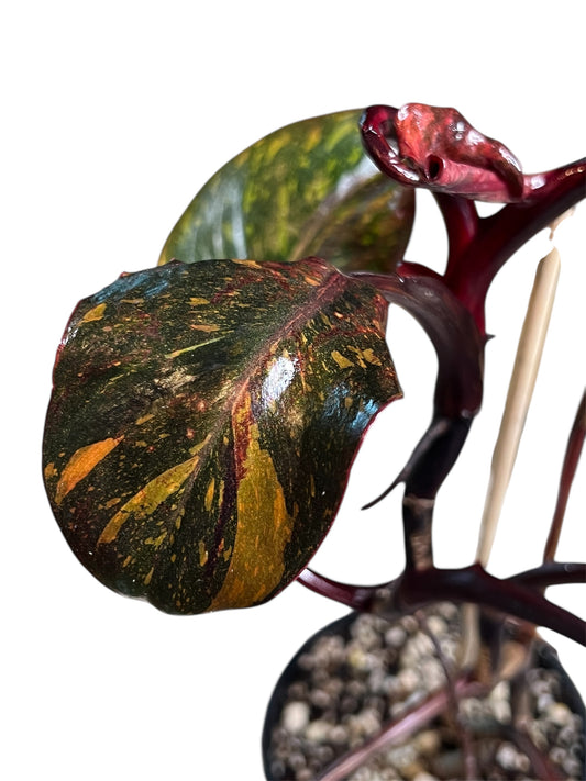 Philodendron Orange Princess