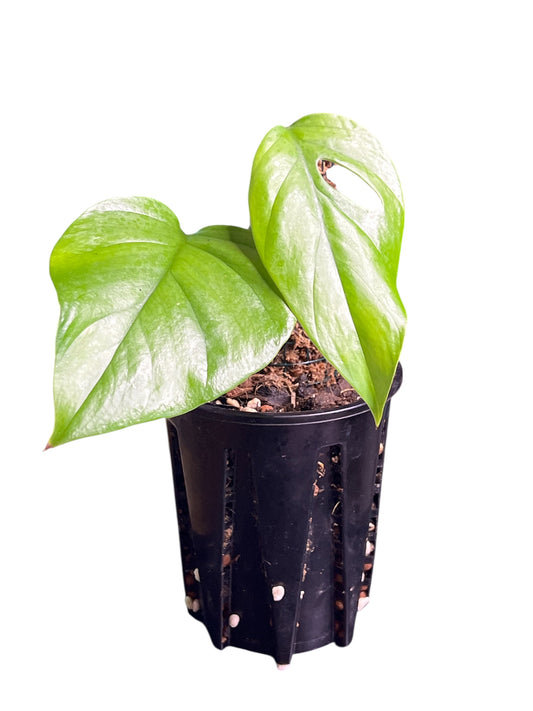 Rhaphidophora Pertusa