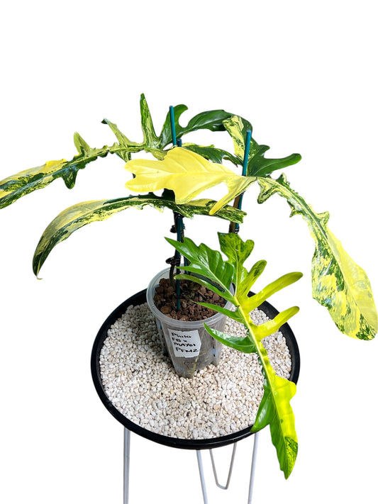 Philodendron Hybrid / Florida Beauty x Mayoi
