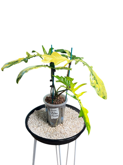 Philodendron Hybrid / Florida Beauty x Mayoi