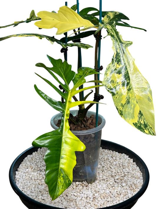 Philodendron Hybrid / Florida Beauty x Mayoi