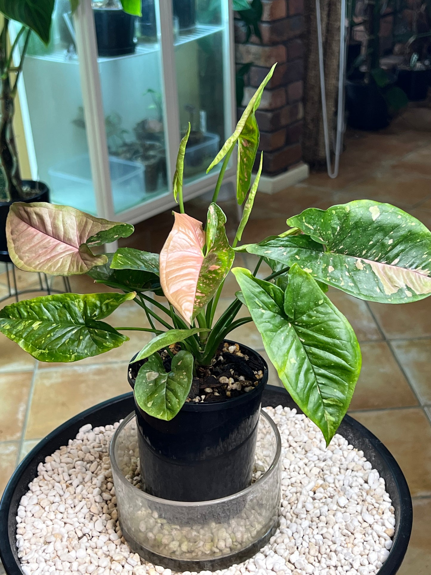 Syngonium Pink Splash