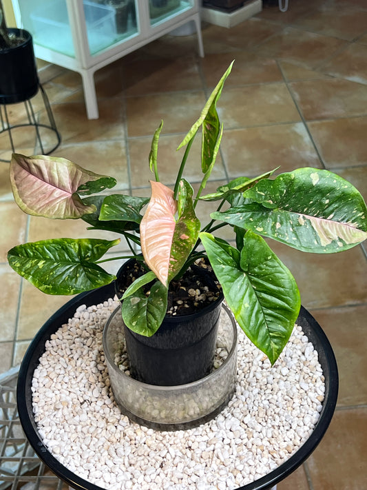 Syngonium Pink Splash