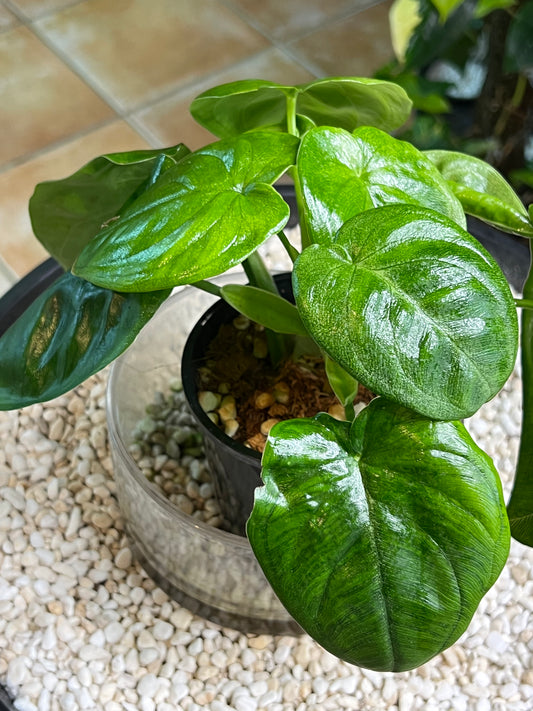 Syngonium Frosted Heart