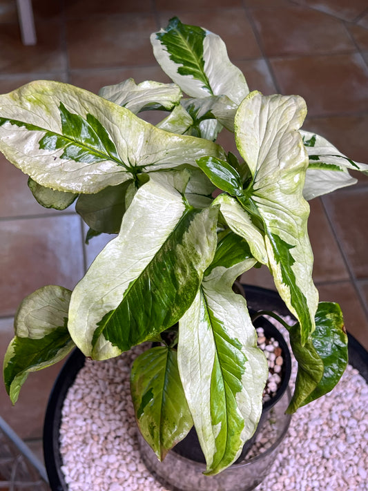 Syngonium 3 Kings