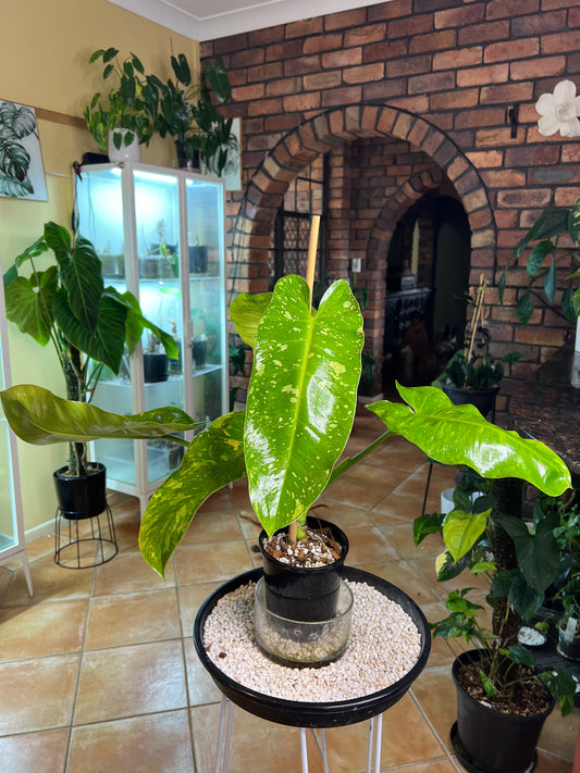 Philodendron Jose Buono