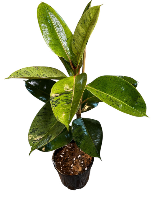 Ficus Shivereana - Rubber Plant