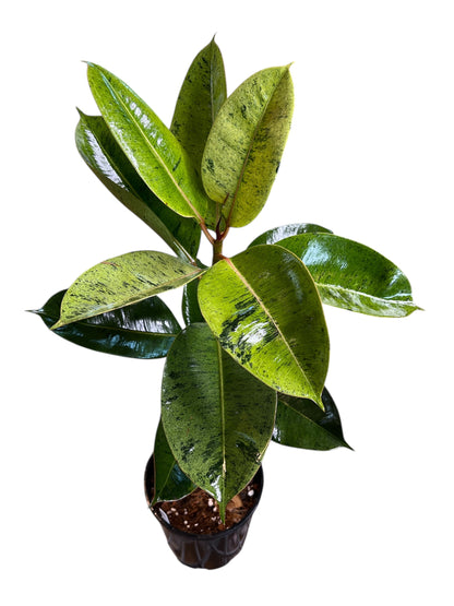 Ficus Shivereana - Rubber Plant