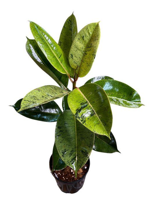 Ficus Shivereana - Rubber Plant