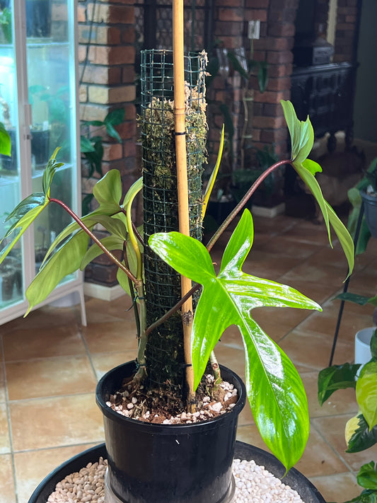 Philodendron Florida Beauty (reverted) large Leaf