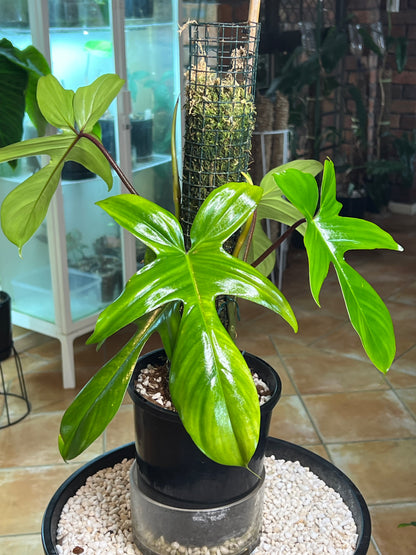 Philodendron Florida Beauty (reverted) large Leaf