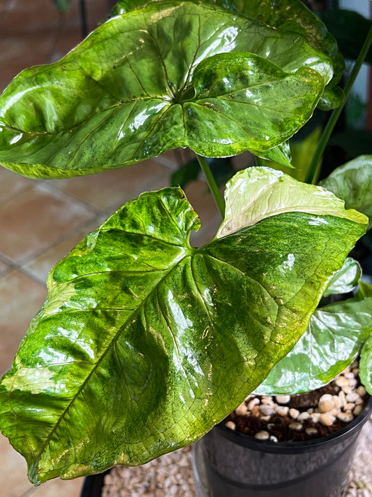 Syngonium T24 (non tc) large leaf