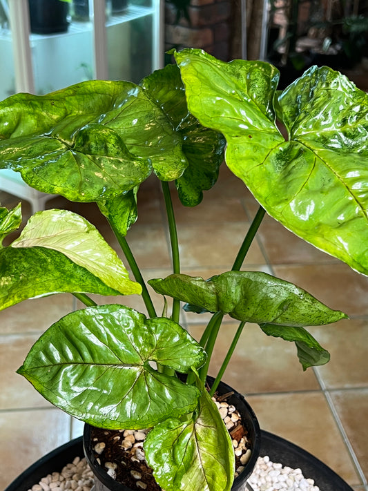 Syngonium T24 (non tc) large leaf