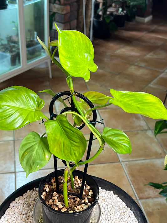 Philodendron Camposportoanum