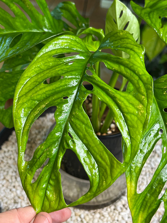 Monstera Monkey Mask - Huge leaves
