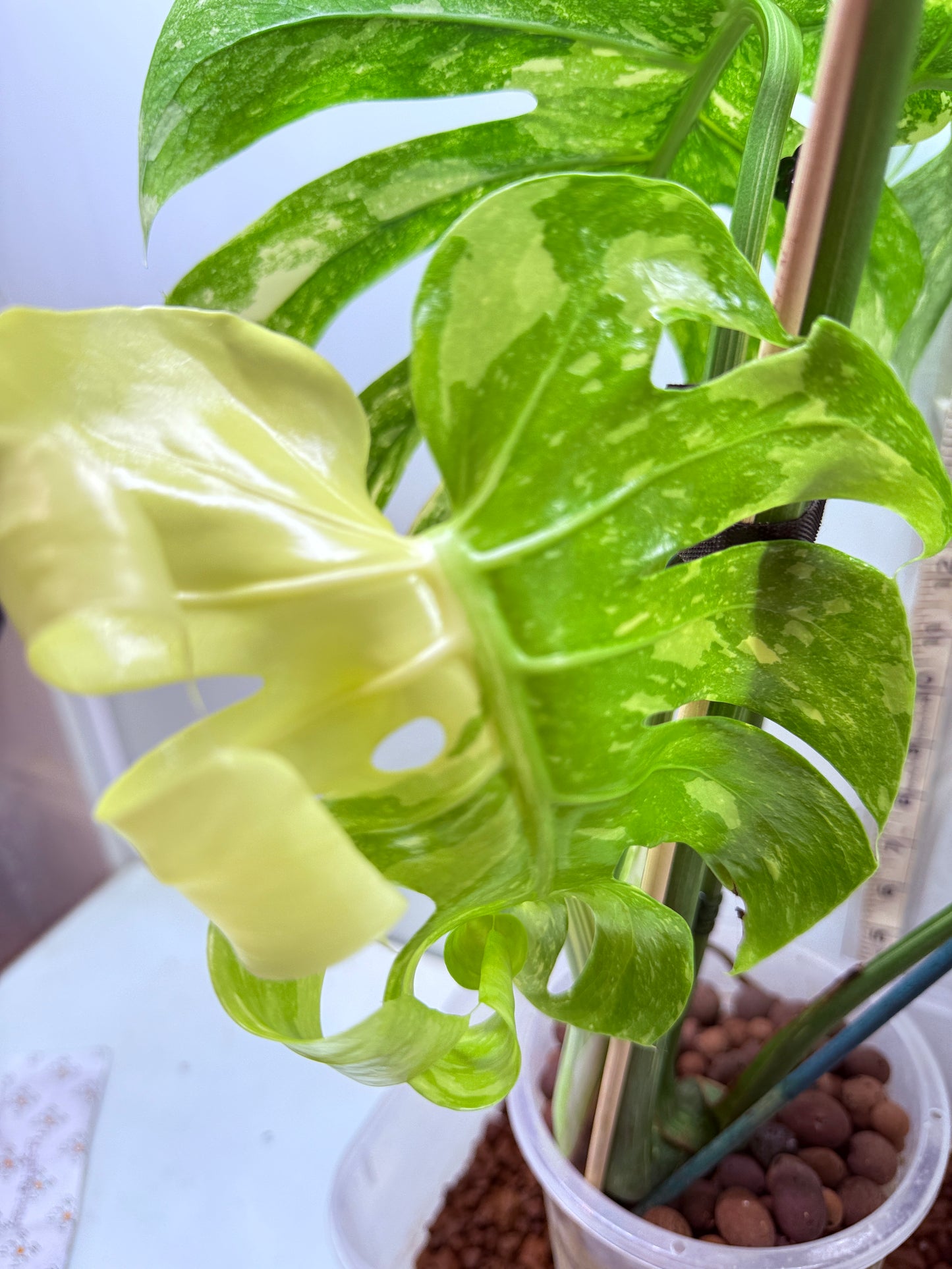 🌿 Monstera ‘Crème Brûlée’