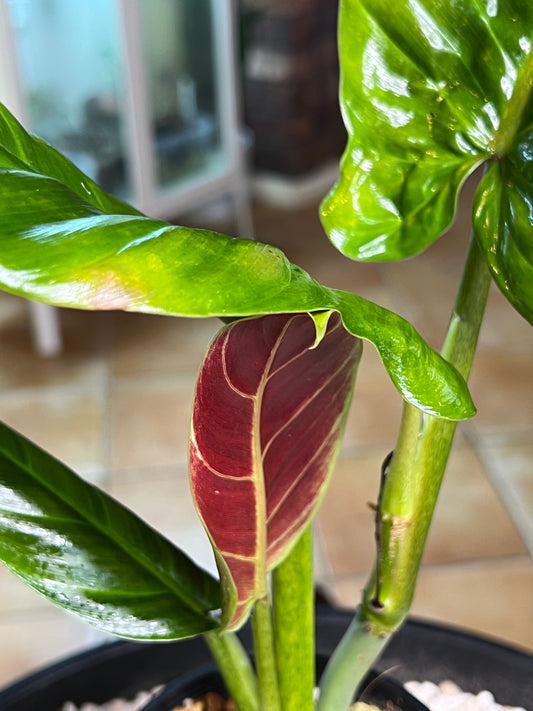 Philodendron Subhastatum