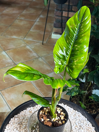 Philodendron Subhastatum