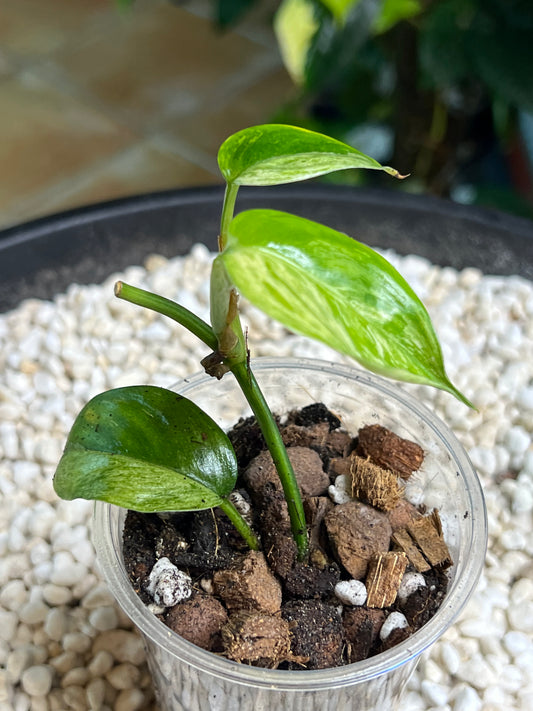Scindapsus Blue Albo Salaka Mint