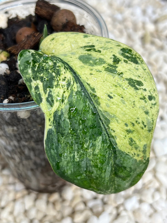 Scindapsus Crème Brûlée