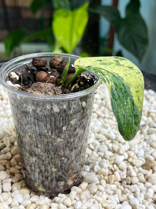 Scindapsus Crème Brûlée