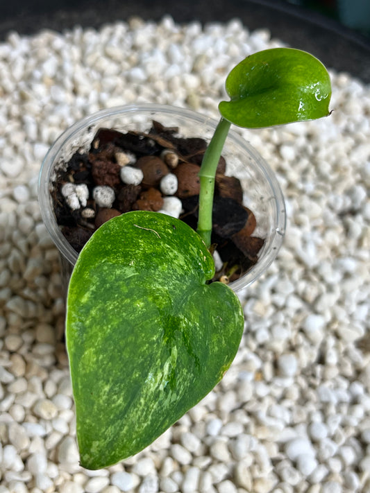 Scindapsus Mangurai