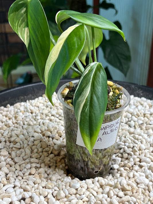 Scindapsus Blue Albo