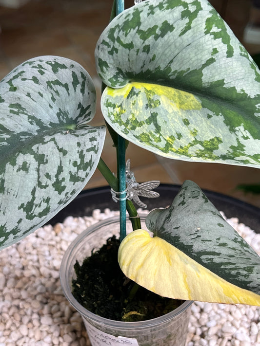 Scindapsus Mayari Aurea