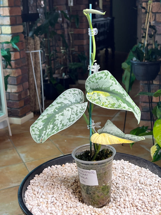 Scindapsus Mayari Aurea