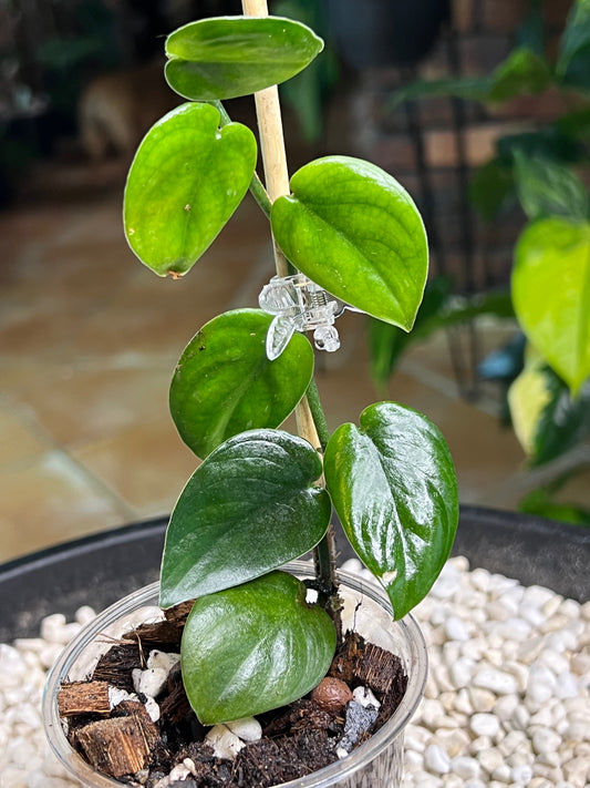 Scindapsus Black Mamba