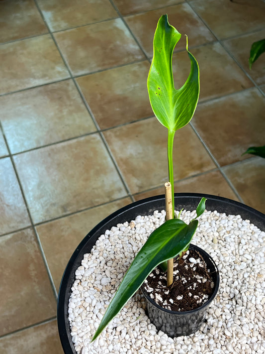 Monstera Burle Marx Flame (non TC)