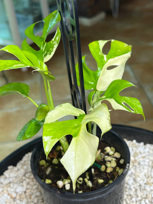 Rhaphidophora Tetrasperma Variegated double planted