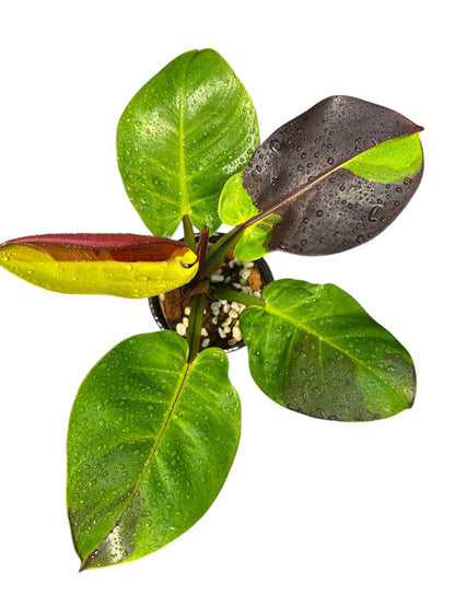 Philodendron Red Moon
