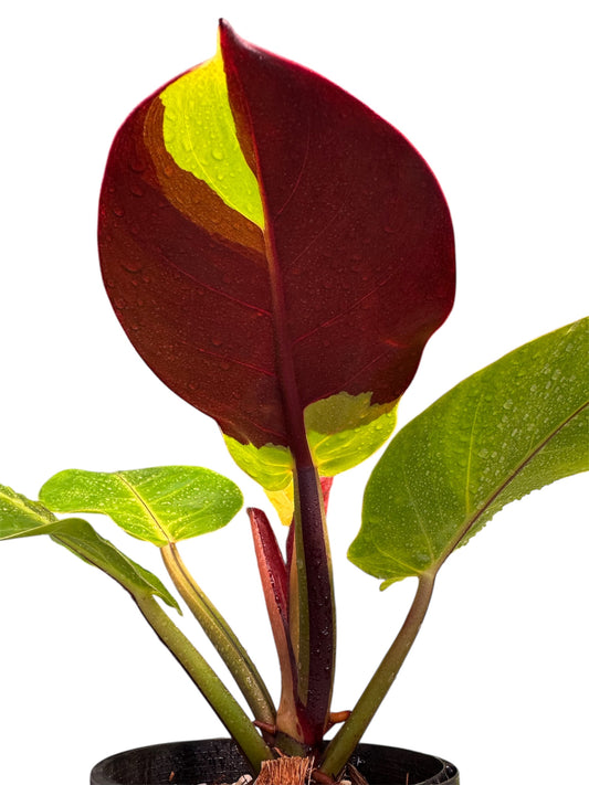 Philodendron Red Moon