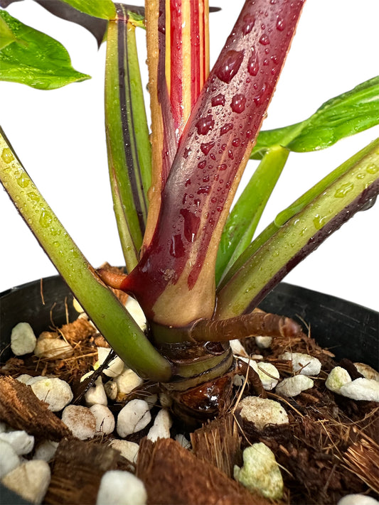 Philodendron Red Moon